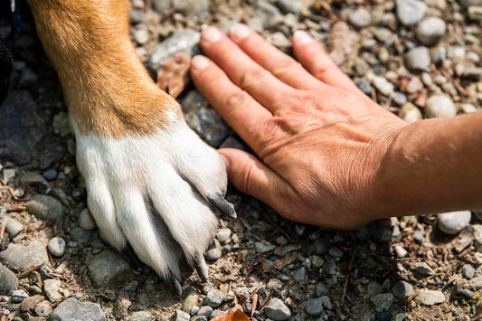 Cortadora de cabellos fino para perros